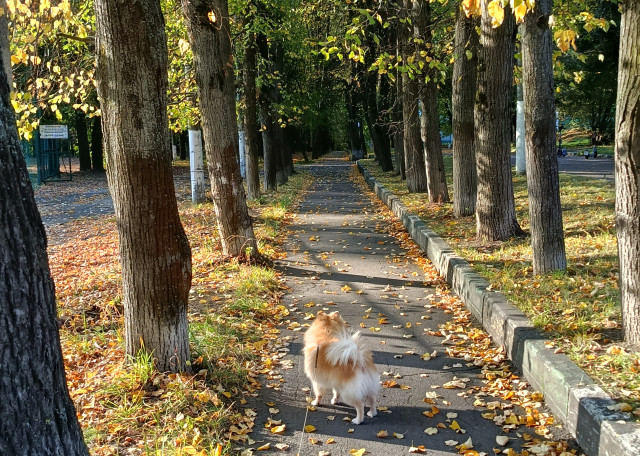Догситтер Дарья М. — передержка собак, Москва, фото 11