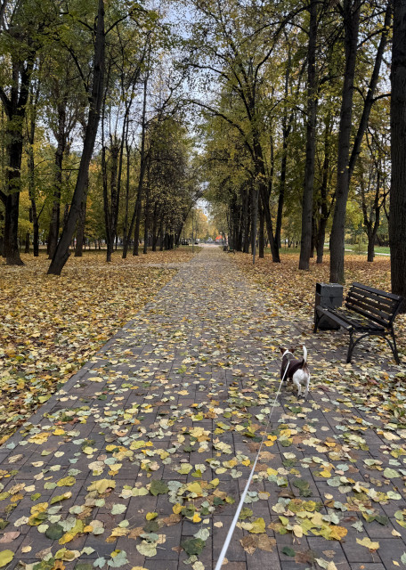 Догситтер Карина Н. — передержка собак, Москва, фото 17