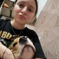 Догситтер