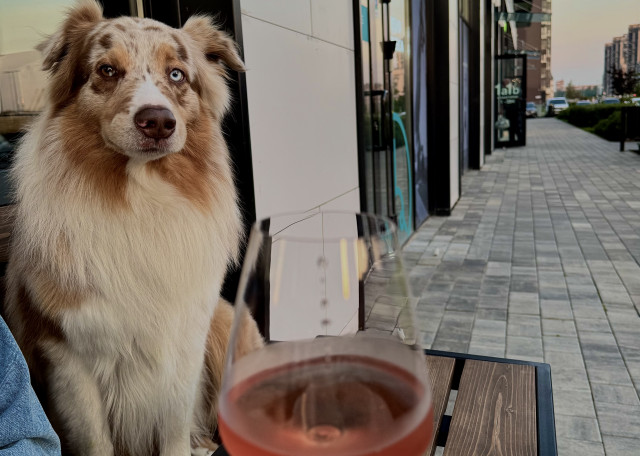 Догситтер Анна Р. — передержка собак, СанктПетербург, фото 9