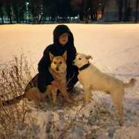 Догситтер