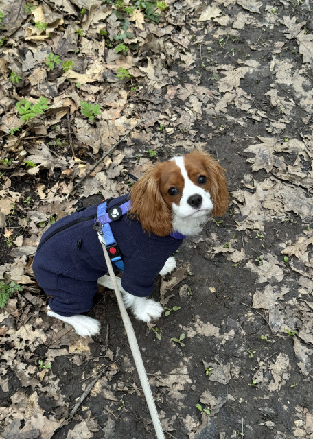 Догситтер Алина Г. — передержка собак, Тюмень, фото 3