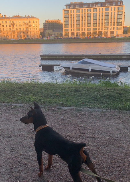 Догситтер Евгения Ш. — передержка собак, Москва, фото 11
