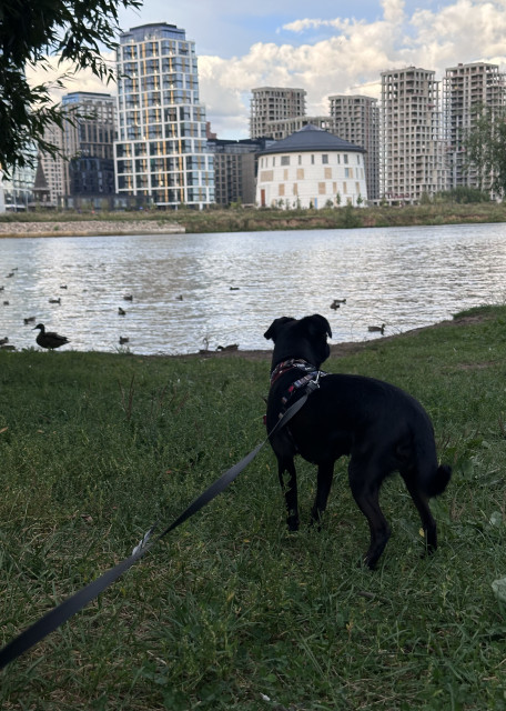 Догситтер Ирина Б. — передержка собак, Москва, фото 5